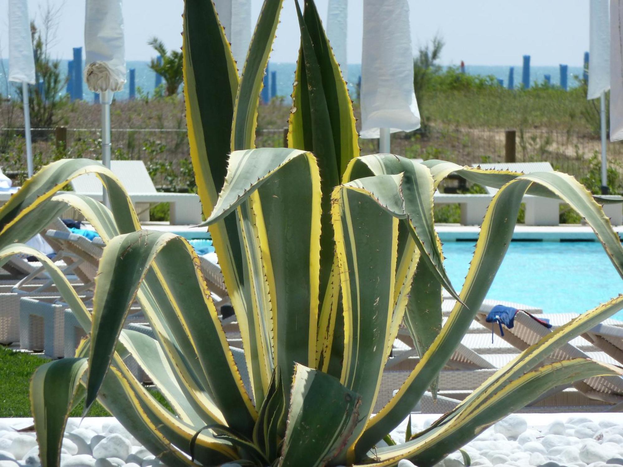 Hotel Mediterraneo Spa&wellness Lido di Jesolo